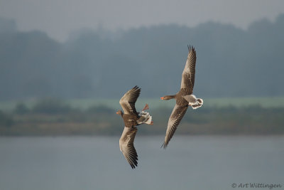 Anser anser / Grauwe gans / Greylag Goose