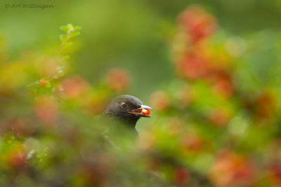 Turdus Merula / Merel / Common Blackbird