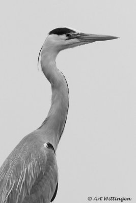 Blauwe reiger / Grey Heron