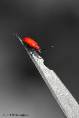 Zwartkopvuurkever / Black Headed Cardinal Beetle 