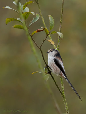 Aegithalos caudatus / Staartmees / Long-tailed Tit