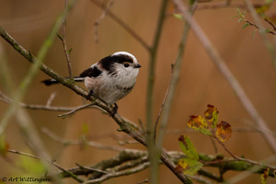 Aegithalos caudatus / Staartmees / Long-tailed Tit