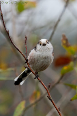 Aegithalos caudatus / Staartmees / Long-tailed Tit