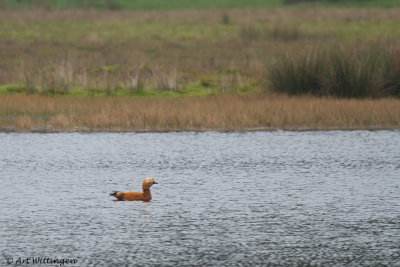 Tadorna ferruginea / Casarca / Ruddy Shelduck