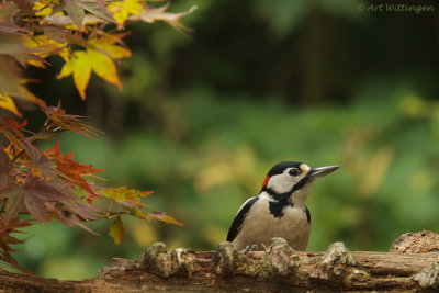 Dendrocopos Major / Grote Bonte Specht / Great Spotted Woodpecker