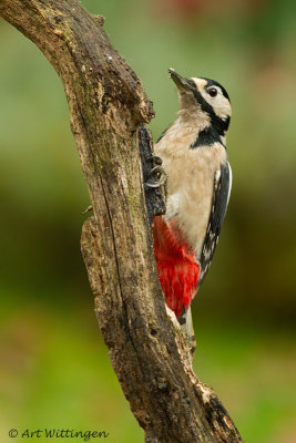 Dendrocopos Major / Grote Bonte Specht / Great Spotted Woodpecker