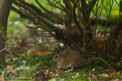 Apodemus sylvaticus / Bosmuis / Wood mouse