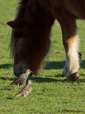 Sturnus vulgaris / Spreeuw / Common Starling