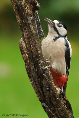 Dendrocopos Major / Grote Bonte Specht / Great Spotted Woodpecker