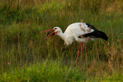 Ciconia ciconia / Ooievaar / White Stork