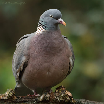 Columba palumbus / Houtduif / Wood pigeon