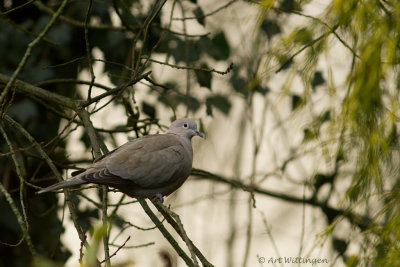 Streptopelia decaocto / Turkse tortel / Eurasian Collared Dove