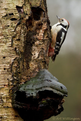 Dendrocopos medius / Middelste bonte Specht / Middle spotted woodpecker