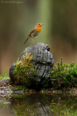 Erithacus rubecula / Roodborst / European Robin