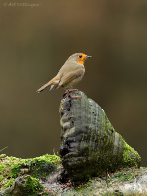 Erithacus rubecula / Roodborst / European Robin