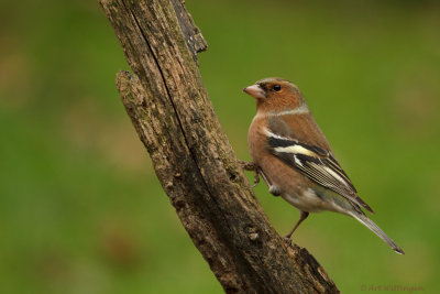 Fringilla coelebs / Vink / Common Chaffinch