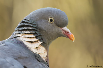 Columba palumbus / Houtduif / Wood pigeon