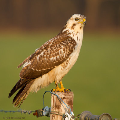 Buteo buteo / Buizerd / Common buzzard