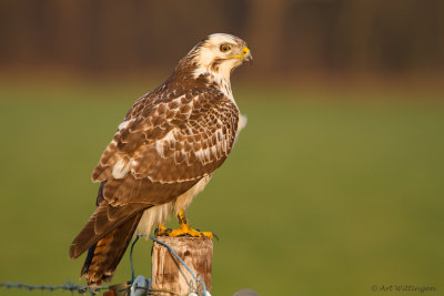 Buteo buteo / Buizerd / Common buzzard