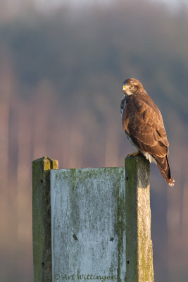 Buteo buteo / Buizerd / Common buzzard