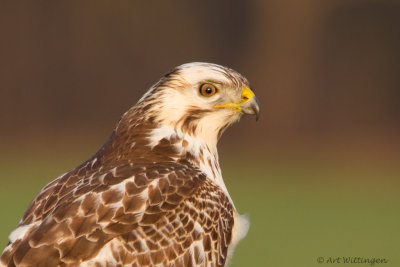 Buteo buteo / Buizerd / Common buzzard