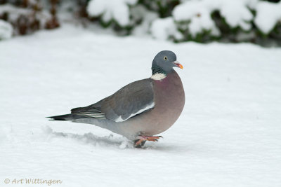 Columba palumbus / Houtduif / Wood pigeon