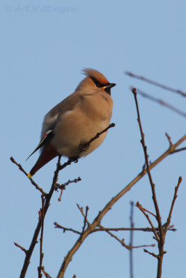 Bombycilla garrulus/ Pestvogel / Bohemian Waxwing 