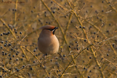 Bombycilla garrulus/ Pestvogel / Bohemian Waxwing 