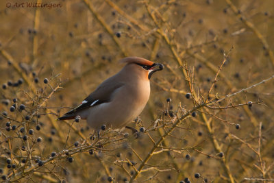 Bombycilla garrulus/ Pestvogel / Bohemian Waxwing 