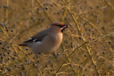 Bombycilla garrulus/ Pestvogel / Bohemian Waxwing 