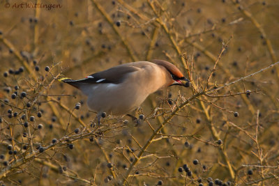 Bombycilla garrulus/ Pestvogel / Bohemian Waxwing 