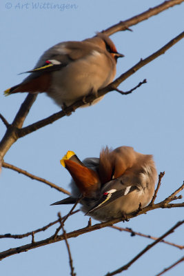 Bombycilla garrulus/ Pestvogel / Bohemian Waxwing 