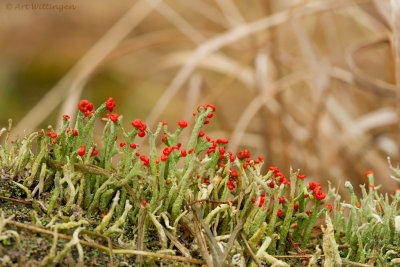 Cladonia floerkeana / Rode heidelucifer