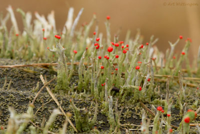 Cladonia floerkeana / Rode heidelucifer