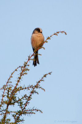 Aegithalos caudatus / Staartmees / Long-tailed Tit