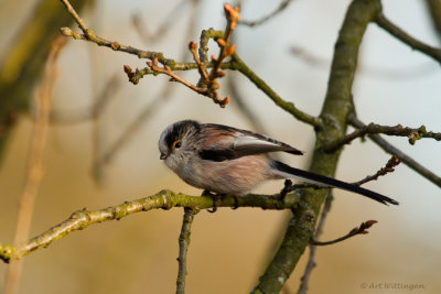 Aegithalos caudatus / Staartmees / Long-tailed Tit