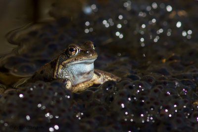Rana temporaria / Bruine kikker / Grass Frog