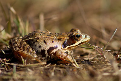 Rana temporaria / Bruine kikker / Grass Frog