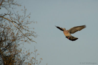 Columba palumbus / Houtduif / Wood pigeon