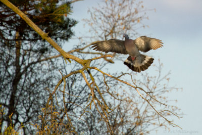 Columba palumbus / Houtduif / Wood pigeon