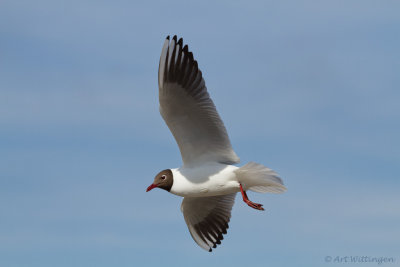 Chroicocephalus ridibundus / Kokmeeuw / Black headed Gull