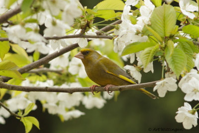 Chloris chloris / Groenling / European Greenfinch
