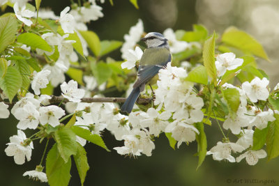 Cyanistes caeruleus / Pimpelmees / Blue Tit