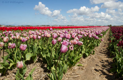 Tulpen / Tulips