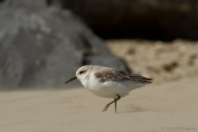Calidris Alba / Drieteenstrandloper / Sanderling