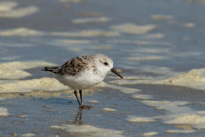 Calidris Alba / Drieteenstrandloper / Sanderling