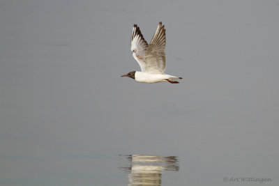 Chroicocephalus ridibundus / Kokmeeuw / Black headed Gull