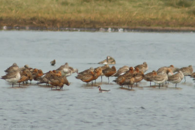 Phalaropus lobatus / Grauwe Franjepoot /Red-necked phalarope