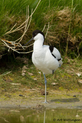 Recurvirostra avosetta / Kluut / Pied Avocet 