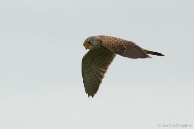 Falco Tinnunculus / Torenvalk / Kestrel